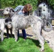 irische-wolfshunde.de Eurielle