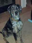 petmd.com Evangelina