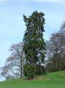 redwoodworld.co.uk Eversley