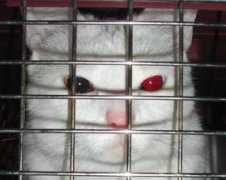 Evilcat