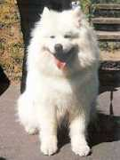 chatanga.psiaki.pl Ewena