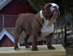 bulldogpedigree.com Exeline