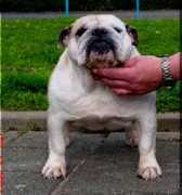bulldogpedigree.com Exeline