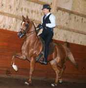 stargatearabians.com Expresse