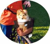 sheltie-info.de Eylina