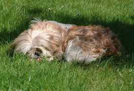 dalmi-whiskey.de Eylina