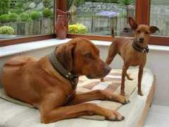 halsbanden.com Fadhily