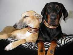 halsbanden.com Fadhily