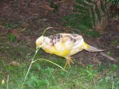 panoramio.com Fagiano