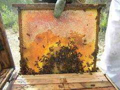 ro.beekeeping.wikia.com Fagure