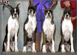 cameliardboxers.com Falcin