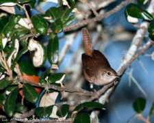 alfredo.colon.oiseaux.net Familier