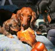 kennelbasotto.dk Famillie