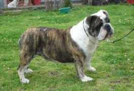 bulldogpedigree.com Fanaia