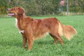 personal.inet.fi Fanun