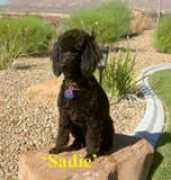 lasvegaspoodles.com Farmanali