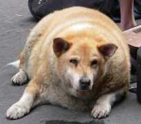 munfitnessblog.com Fatdog