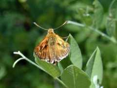 nature.zabspu.ru Faunus