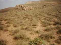 Fayazbakhsh