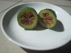 Feijoa