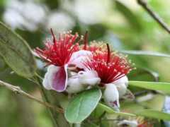 Feijoa