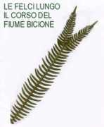 Felce