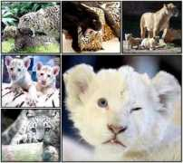 fernandafranca.com.br Felios