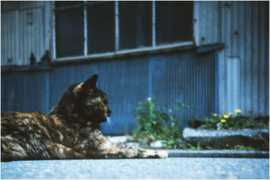 budenmayer.typepad.jp Felixthecat