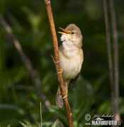 naturephoto-cz.com Felosa