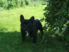 ferdibull.websnadno.cz Ferci