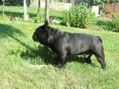ferdibull.websnadno.cz Ferci
