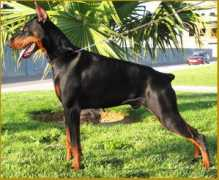 Fercus