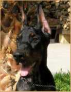 Fercus