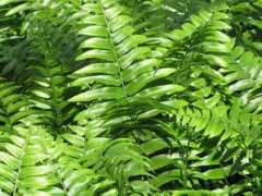 Ferns