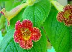 gesneriads.ca Feuillet