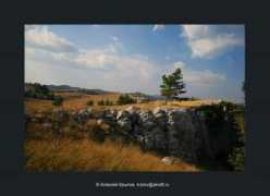 panoramio.com Fichtenbaum