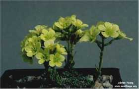 saxifraga.org Ficino