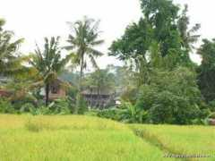 Fileds