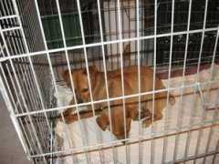 gallery.site.hu Finci