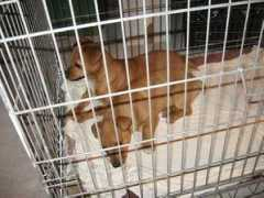 gallery.site.hu Finci