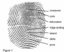 Fingerprint