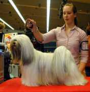 kennelmedoc.dk Finnich