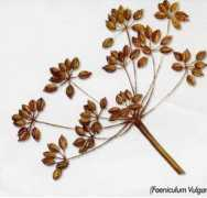 intavolata.com Finocchietto