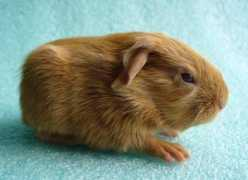 dvurobora.wbs.cz Finona