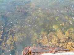 schoodic.com Fishey