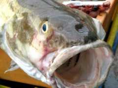 Fishface