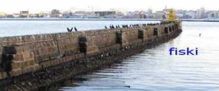 fiski.blog.is Fiski