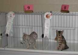 marechalcattery.com Fitand