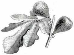 botanical-online.com Fitree