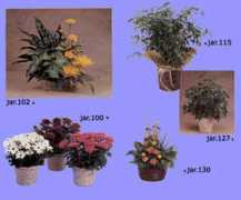 floreriasanluis.com.ar Fjar